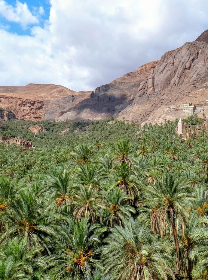 Palms, Akka Ighane